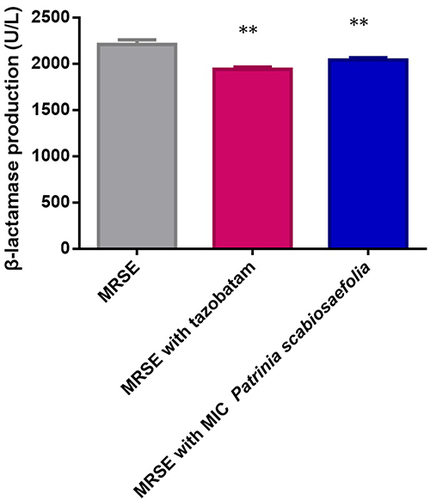 Figure 4 Inhibition of β-lactamase production in methicillin-resistant S. epidermidis. X axis indicated methicillin-resistant S. epidermidis treated with or without P. scabiosaefolia. Difference analysis between methicillin-resistant S. epidermidis with different drugs and MRSE. *Indicated a significant difference (p ≤0.01). Data were expressed as mean ±standard deviation (n=3).