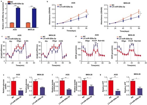 Figure 2 Overexpression of miR-520a-3p repressed the proliferation and glycolysis of GC cells in vitro. (A) qRT-PCR was used to detect the transfection efficiency of miR-520a-3p overexpression (LV-miR-520a-3p) and negative control lentiviruses (NC). (B) The effect of miR-520a-3p overexpression on the proliferation of GC cells was detected using the CCK-8 assay. (C, D) The ECAR and OCR of AGS and MKN-28 cells stably overexpressing miR-520a-3p or NC were measured using a Seahorse Bioscience XFp analyzer. (E–G) Glucose uptake, lactate production, and ATP synthesis were measured in AGS and MKN-28 cells stably overexpressing miR-520a-3p or NC. The data were normalized to protein concentrations. *P<0.05; **P<0.01; ***P<0.001.Abbreviations: GC, gastric cancer; qRT-PCR, Quantitative real-time fluorescence PCR; CCK8, cell count kit-8; ECAR, extracellular acidification rate; OCR, cellular oxygen consumption rate; ATP, adenosine triphosphate.