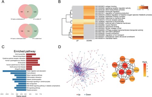 Figure 5. Analysis of SARS-CoV-2 related DEGs in the lungs of db/db and WT mice after infection. (A)Veen diagram of different genes. Genes of infected mice were presented in red, and genes of uninfected mice were presented in green. (B)The GO enrichment of upregulated DEGs and downregulate DEGs. The top 20 results were shown in heatmap. The darker the colour, the smaller the p-value. (C) The KEGG pathway enrichment analysis of DEGs. Results from KEGG enrichment of upregulated genes (red) and downregulated genes (blue) were showed in bar graph. (D) The PPI network of all DEGs. The upregulated genes were marked in red, while the down-regulated genes were marked in blue. Ten hub genes were identified with the MCC algorithm using cytoHubba.