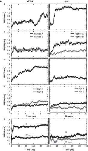 Figure 2. Root mean square deviation (RMSD) of the Cα backbones of the peptides referring to the starting structure. Data for VP1-N and FP1–33 are shown in the left and right columns, respectively. The rows are aligned to represent a gradual insertion of the peptides into the lipid membrane. Helices are aligned either parallel (A) or perpendicular (B) to the membrane normal. For parallel alignment (A): (I) touches the membrane, (II) half inserted, (III) deeper than half in the membrane, (IV) fully inserted into the membrane and (V) extended 100 ns MD simulations for alignments (III) and alignment (IV) with Run1 of VP1-N and Run2 of FP1–33. For perpendicular alignment (B): (I) float on membrane, no lipid molecules are removed, (II) embedded in one leaflet, and (III) fully embedded in middle of membrane. For the latter two cases lipid molecules are removed. Peptides A and B represent two peptides of the same kind simulated in a single membrane. Runs 1 and 2 are the same simulation box run twice. For the simulations semi isotropic pressure coupling has been used.