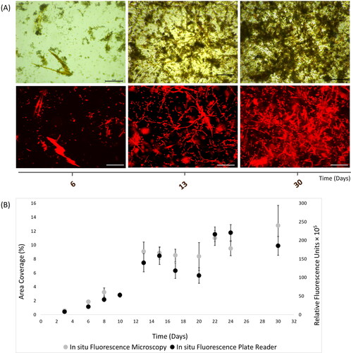 Figure 5. In situ autofluorescence measurements of 30-day natural phototrophic biofilms in Southsea Marina UK during Autumn 2017, as recorded with (A) light (top) and fluorescence microscopy (bottom) images (scale bars = 20 μm), and (B) merged fluorescence microscopy and plate reader fluorescence records, where error bars represent standard error.