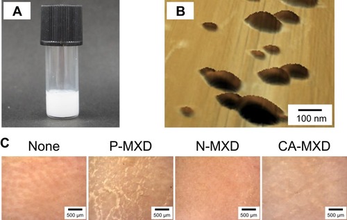 Figure 2 Application of N-MXD to the skin of C57BL/6 mice.Notes: (A) Digital photo image of N-MXD. (B) AFM images of N-MXD. (C) Microscopic image of the surface of mouse skin 5 mins after application of MXD formulations. Vehicle, mice applied with vehicle for P-MXD and N-MXD. P-MXD, P-MXD-applied mice. N-MXD, N-MXD-applied mice. CA-MXD, CA-MXD-applied mice. MXD NPs are oblong in shape. No redness or MXD powder residue was observed when N-MXD was applied to the skin.Abbreviations: CA-MXD, commercially available minoxidil formulation; MXD, minoxidil; N-MXD, formulation based on minoxidil nanoparticles; P-MXD, formulation based on minoxidil powder; NPs, nanoparticles.