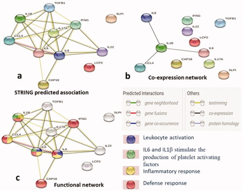 Figure 5. The networks showing evidence mode interactions (STRING Database Ver 11.0) of the antimicrobial peptides, cytokines and chemokine in host immune response of rabbit. (a) Simple network that shows the predicted association of immune mediators, (b) Network indicating the co-expression of IL-8, IL-1β, IL-6 and CCl4, and (c) The functional association manifesting the role of IL-6 and IL-8 in leukocyte activation (blue colored node), IL-6, IL-8, IL-1β and CCl4 in inflammatory response (yellow colored node) and along with these IFN-γ and CAP-18 are involved in host defence response of the host (red colored node) while IL-6 and IL-1β involved in the production of platelets activating factors (green colored nodes) that physically and functionally associates with leukocytes. Nodes: Proteins, edges: interactions, bottom left panel showing the type of interactions between the immune molecules.