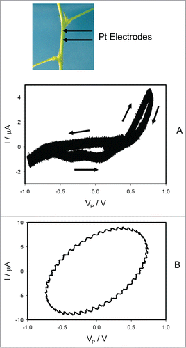 Figure 6. Electrical current I vs. voltage VP applied along a stem between 2 pulvini. Frequency of sinusoidal voltage scanning was 0.001 Hz (A) or 10 Hz (B). R = 47 kOhm. Position of Pt electrodes in the stem of Mimosa pudica is shown.