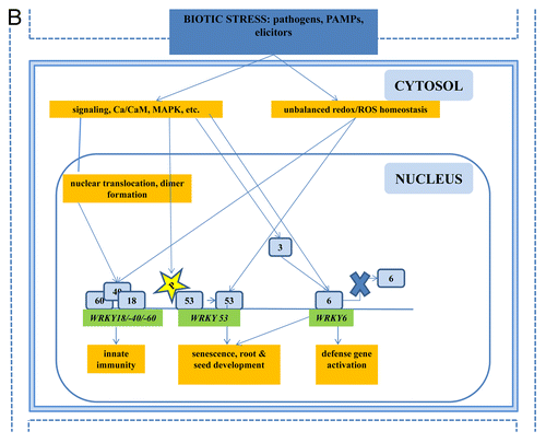 Figure 2B. The role of WRKYs and their genes in abiotic stress (A), biotic stress (B), the cross-talk between biotic and abiotic stress (C), metabolism (D), hormone signaling (E), and epigenetic control (F). The gray square boxes with the number refer to the individual WRKY proteins. WRKY genes are in green. The crosses demonstrate inhibiton of expression. A P in a yellow star refers to phosphorylation. Ub, ubiquitin.