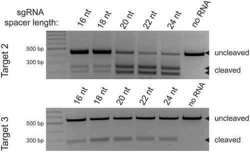 Figure 5. DpbCas12e DNA in vitro cleavage using sgRNAs of different spacer length. Above – a gel showing the results of in vitro cleavage of Target 2 using sgRNAs of 16nt, 18nt, 20nt, 22nt or 24nt spacer length. Below – similar gel for Target 3.