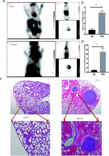 Figure 4. PTP1B promotes tumor metastasis in vivo