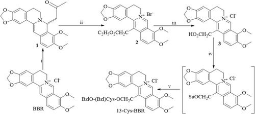 Figure 1 Improved synthetic route to 13-Cys-BBR: (i) aqueous NaOH (5M), acetone, 3 hours and room temperature; (ii) ethyl bromoacetate, NaI, CH3CN, 6 hours and 80 ºC; (iii) methanol NaOH (2 M), HCl, 10 hours, rt; (iv) N-hydroxysuccinimide (HOSu), dicyclohexylcarbodiimide (DCC) and HBTu; (v) Cys(Bzl)-OBzl, N-methylmorpholin, 48 hours and room temperature.