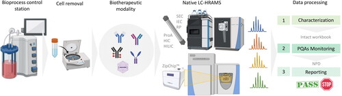 Figure 5. Example of iMAM workflow as an in-process test to monitor the behavior of biotherapeutic product quality attributes. Depending on the therapeutic modality of interest, sample preparation may require just dilution, a desalting step or cell removal. Multiple chromatographic separation techniques are available for native intact protein analysis: SEC (size exclusion chromatography), IEC (ion-exchange chromatography), RP (reversed-phase chromatography), ProA (protein A affinity chromatography), HIC (hydrophobic interaction chromatography), HILIC (hydrophilic interaction liquid chromatography) or μCE (microfluidic capillary electrophoresis by ZipChip™). Data processing involves a characterization step to define a list of proteoforms which will be used in the target intact workbook for the monitoring phase. NPD is used for new entities searching. A final report summarizes all monitored attributes and their relative abundances and a pass/fail condition to indicate they meet the established acceptance criteria.