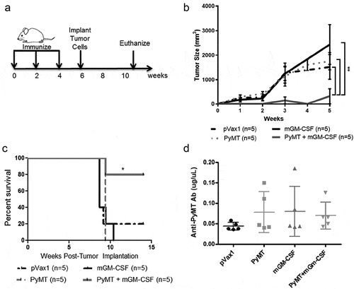 Figure 4. PyMT DNA vaccination prevented MMTV-PyMT tumor growth