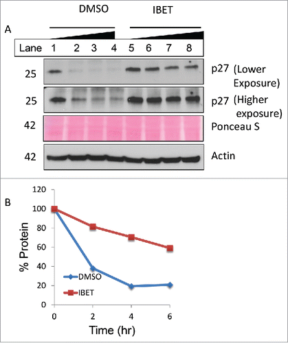 Figure 5. IBET treatment increases p27 protein stability. (A) BON cells were treated with DMSO or IBET for 3 days, followed by addition of 20 μg/ml cycloheximide in the respective medium, and the cells were collected at 0, 2, 4 and 6 hr after the cycloheximide treatment of Western blotting with the indicated antibodies. (B) p27 protein band in (A) was scanned, and was quantitated using Image J and plotted as % protein relative to the signal value at 0 min.