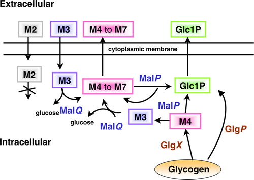 Figure 5.  Hypothetical model for the synthesis and metabolism of maltodextrins in F. succinogenes. Maltose (M2) can enter the cells but is not metabolized further; maltotriose (M3) is not a substrate for the bacterium but is a building block for the intracellular synthesis of maltodextrins from M4 to M6 by an enzyme similar to MalQ. Maltodextrins can be excreted. Glycogen is degraded by a combination of a putative glycogen phosphorylase (GlgP, generating G-1P) and a glycogen-debranching enzyme (GlgX) that lead to maltotetraose (M4). The maltodextrin phosphorylase MalP produces M3 and G-1P from the maltodextrins.