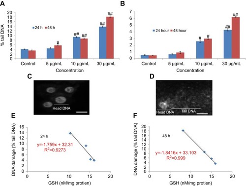 Figure 11 DNA strand breakage in HaCaT cells due to yttria-stabilized zirconia nanoparticles for 24 and 48 hrs. (A) Tail DNA (%). (B) Olive tail moment. (C) Untreated HaCaT cells. (D) Treated HaCaT cells (30 µg/mL of yttria-stabilized zirconia nanoparticles) for 24 hrs. (E and F) Correlation of the GSH level and DNA damage (% tail DNA) in HaCaT cells. Each value represents the mean ± SE of three experiments. #p<0.05 and ##p<0.01 vs control. Scale bar is 50 µm.Abbreviation: GSH, glutathione.