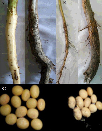 Figure 3. Results of the field study for the soybean stem (A) root (B) and seedlings (C) from the plots treated with T12 suspension of T. harzianum.