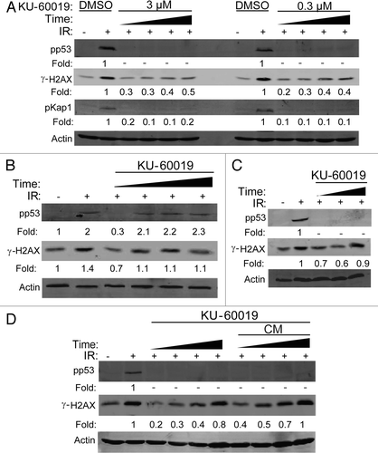 Figure 2 KU-60019 reversibly inhibits ATM kinase activity 15 min after treatment and remains effective for 72 h. U1242 glioma cells were exposed to KU-60019 at; (A) 3 or 0.3 µM for 15, 30, 45 or 60 min, (B) 3 µM for 1 h. Indicated cells were then washed four times, fresh media was applied, and cells were incubated for a further 0, 15, 30 or 45 min prior to irradiation, (C) 3 µM for 24, 48 or 72 h. Cells were then irradiated (5 Gy) and collected for western blotting after 5 min or (D) 3 µM for 1, 18, 24 or 48 h, then irradiated (5 Gy), and cells collected after 5 min for western blotting. Conditioned media (CM) was removed from the tissue culture dishes, reapplied to fresh cells, incubated for 1 h, then exposed to 5 Gy, and cells collected after 5 min for western blotting. Fold depicts phospho-protein levels normalized to β-actin levels.-indicates phosphorylation levels below the level of detection (< 0.1x of control treatment).