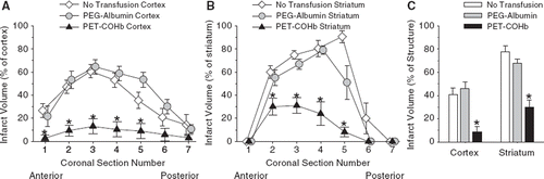 Figure 3. Infarct volume in each of the 7 coronal sections for cerebral cortex (A) and striatum (B), and total infarct volume summed over the 7 sections for cerebral cortex and striatum (C). Values are expressed as a percent of the contralateral total structure (means ± SE; n = 10). *P < 0.05 between PEG-COHb group versus no transfusion and PEG-albumin groups.