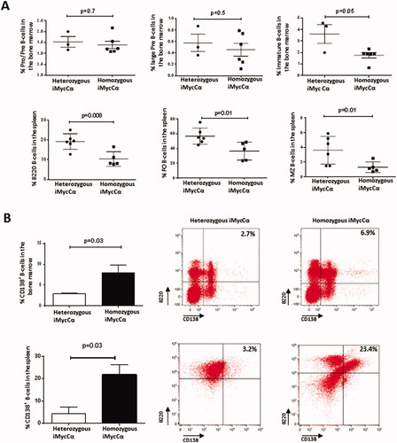 Figure 2. B-cell development in iMycCα mice. (A) Percentage of immature and mature B-cell subtypes (flow cytometry analysis) in heterozygous and homozygous iMycCα mice. Pre-pro-B-cells (B220+CD19+CD43+CD117+ CD24-CD25−), large pre-B-cells (B220+CD19+ CD43 +−CD117-CD24+CD25+−), and immature B-cells (B220+CD19+CD117-CD24+CD25-IgM+IgD−) were investigated in femoral bone marrow. B220+ B-cells, FO B-cells (B220+IgM+IgDhighCD21highCD23high) and MZ B-cells (B220+IgMhighIgDlowCD21highCD23low) were studied in the spleen. Results are reported as mean ± SEM of 3–6 mice. Significance determined with the Mann–Whitney U-test. (B) Percentage of CD138+ B-cells in spleen and bone marrow from heterozygous and homozygous iMycCα mice. Right panel: One representative experiment is shown (B220 and CD138 labeling). Left panel: Results are reported as mean ± SEM of 5 mice. Significance determined with the Mann–Whitney U-test.