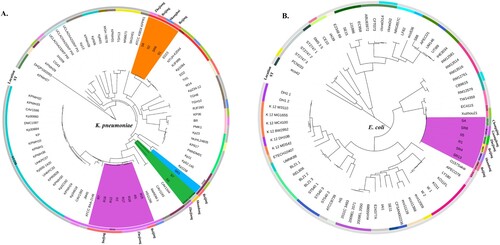Figure 2. Phylogenetic analysis of K. pneumoniae (A) and E. coli (B) strains. Fifteen K. pneumoniae strains in this study are highlighted in different colours as follows: carmine, ST11; orange, ST23; green, ST412 and ST1764; and blue, ST65. Six E. coli strains in this study are highlighted in carmine. Circles outside the tree indicate the STs and locations of each strain. Different STs and locations are marked with different colours, and strains not from China are coloured grey.