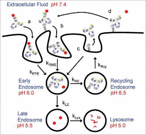 Figure 1. Schematic representation of FcRn trafficking mechanisms. mAb, FcRn and target are represented by yellow/blue ribbons, gray ribbons and closed red circles, respectively. mAb-target complexes are taken up by either (a) fluid phase pinocytosis (kFPE) or (b) FcRn mediated endocytosis (kRME). Enhanced pH 6.0 FcRn binding shuttles mAb from late endosome and lysosomal degradation pathways (kLE and kLys) toward recycling pathways (kRcy). Dissociated targets in early endosome proceed toward degradation pathways in lysosome. Salvaged mAbs (c) having weaker pH 7.4 FcRn affinity are either released to extracellular fluid or undergo futile cycling back to early endosomes. mAb bound to FcRn on cell surface (d) can also bind free target and undergo FcRn mediated endocytosis. Intracellular trafficking parameters are summarized in Supplementary Table 1.
