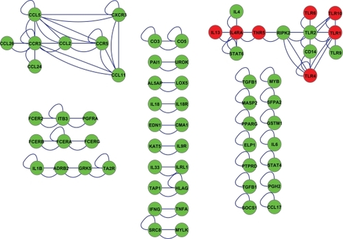 Figure 2 Sixty-five asthma-related single nucleotide polymorphism proteins showed interconnectivity; 14 interact with themselves, 20 form a pair, two triplets, one a quartet, and two larger networks contain several connected asthma-related single nucleotide polymorphism proteins. The chemokine network includes eight proteins and the toll-like receptor network 13 proteins which are all shown to carry asthma-related single nucleotide polymorphism modifications among their corresponding genes. Synonymous nodes are marked as green and nonsynonymous nodes are marked as red.