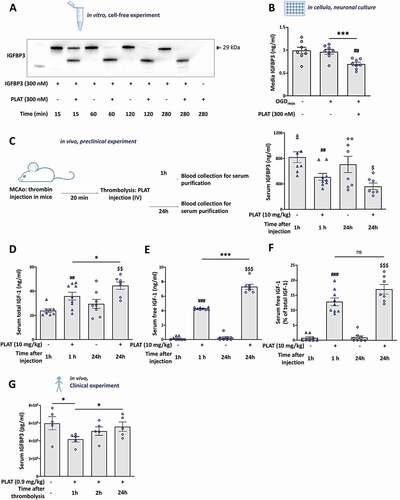 Figure 9. PLAT/tPA cleaves IGFBP3 and increases the bioavailability of IGF1 in vitro, in vivo in mice and in humans. (A) Human recombinant IGFBP3 was incubated or not with PLAT/tPA during 15 min, 1 h, 2 h or 4 h. Samples were then analyzed to SDS/PAGE and western blotting probed with anti-IGFBP3 antibody. (B) Concentration of IGFBP3 (ng/ml) measured by ELISA in cell culture medium of cortical neurons subjected or not to OGDreox with or without PLAT/tPA (300 nM) (mean±S.E.M. n = 8 independent experiments; ***: p < 0.001; t test). (C) Concentration of IGFBP3 (ng/ml) measured by ELISA in serum of mice treated with vehicle or PLAT/tPA after MCAo. Serum was collected 1 h and 24 h after treatment (mean±S.E.M; n = 8 for vehicle 1 h; n = 9 for PLAT/tPA 1 h; n = 8 for vehicle 24 h; n = 7 for PLAT/tPA 1 h; ##: p < 0.01 vehicle 1 h compared to PLAT/tPA 1 h; $: p < 0.05 vehicle 24 h compared to PLAT/tPA 24 h; Mann-Whitney test). Total IGF1 (ng/ml) (D), Free IGF1 (ng/ml) (E), and ratio between free and total IGF1 (F) measured by ELISA in serum of mice treated with vehicle or PLAT/tPA after MCAo. Serum was collected 1 h and 24 h after treatment (mean±S.E.M; n = 8 for vehicle 1 h; n = 9 for PLAT/tPA 1 h; n = 8 for vehicle 24 h; n = 7 for PLAT/tPA 1 h; ###: p < 0.001, ##: p < 0.01 vehicle 1 h compared to PLAT/tPA 1 h; $$$: p < 0.001, $$: p < 0.01 vehicle 24 h compared to PLAT/tPA 24 h; ***: p < 0.001, *: p < 0.05 PLAT/tPA 1 h compared to PLAT/tPA 24 h; Mann-Whitney test). (G) Concentration of IGFBP3 (ng/ml) was measured by ELISA in serum of stroke patients before PLAT/tPA injection (baseline) and 1 h, 2 h and 24 h after t PLAT/tPA injection (mean±S.E.M; n = 5 patients; *: p < 0.05; Paired t test).