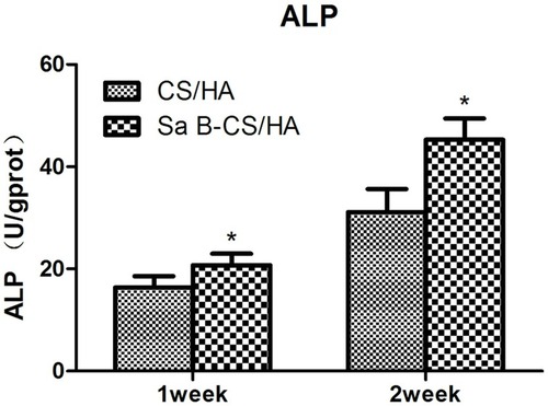 Figure 7 ALP activity of MC3T3-E1 cells cultured in CS/HA and Sa B-CS/HA groups at 7 and 14 days.Notes: Values represent the mean of 3 times in each group (mean ± SD). *Significant difference between the values of Sa B-CS/HA group and CS/HA group (P<0.05).