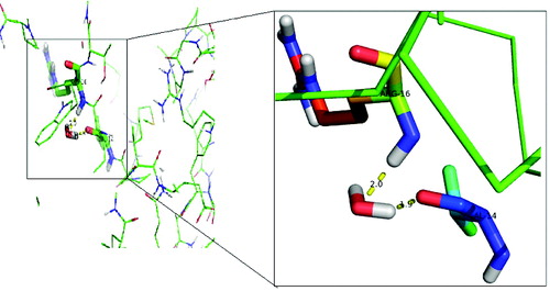 Figure 4. Interaction of the activated water molecule with DehD active-site residues. The insert shows an enlarged image of the Val14 and Arg16 interactions with a water molecule.