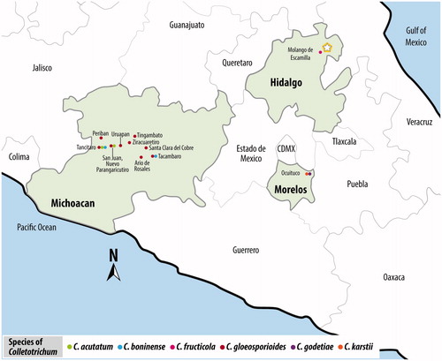 Figure 5. Distribution of the Colletotrichum species complex in the main avocado-producing areas in Mexico. Image created by the authors. Map source: INEGI, Mapa Digital de México.