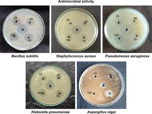 Figure 5 Antimicrobial activity of silver nanoparticles synthesized from Coptis chinensis. Note: +Streptomycin and fluconazole.