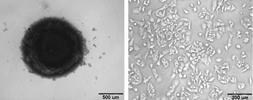 Figure 5. An image representing (a) 3D spheroid cell culture vs (b) 2D HepG2 cells.