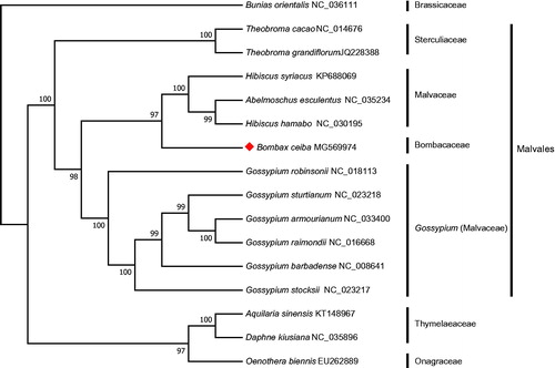 Figure 1. The maximum-likelihood phylogenetic tree constructed with chloroplast genomes of 16 plants. Bootstrap values are shown at the nodes. The chloroplast genome accession number used in the phylogeny study: Bunias orientalis: NC_036111; Theobroma cacao: NC_014676; Theobroma grandiflorum: JQ228388; Hibiscus syriacus: KP688069; Abelmoschus esculentus: NC_035234; Hibiscus hamabo: NC_030195; Bombax ceiba: MG569974; Gossypium robinsonii: NC_018113; Gossypium sturtianum: NC_023218; Gossypium armourianum: NC_033400; Gossypium raimondii: NC_016668; Gossypium barbadense: NC_008641; Gossypium stocksii: NC_023217; Aquilaria sinensis: KT148967; Daphne kiusiana: NC_035896; Oenothera biennis: EU262889.