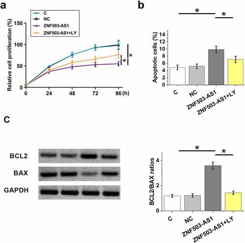 Figure 5. Effects of ZNF503-AS1 overexpression on ARPE-19 cell proliferation and apoptosis. This figure shows the proliferation (a) and apoptosis (b) of ARPE-19 cells after ZNF503-AS1 overexpression. BCL2 and BAX levels in transfection groups were determined using Western blot and Bcl2/Bax ratios were calculated (c).