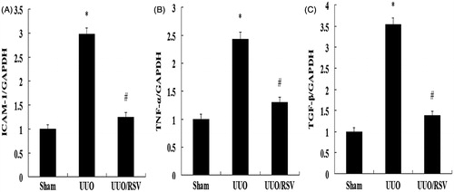 Figure 4. Effect of RSV on the renal mRNA levels of ICAM-1 (A), TNF-α (B), and TGF-β (C). The data are expressed as the relative difference after normalization to the expression of GAPDH. All values are expressed as mean ± SEM, *p < 0.01 versus the sham group; #p < 0.01, UUO versus the UUO/RSV group.