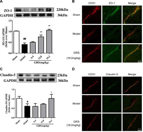 Figure 4 Effects of GRS on TJ protein expression in I/R mice. Mice were subjected to 1 h of ischemia, followed by reperfusion for 24 h. GRS (6.4, 12.8, or 19.2 mg/kg) was administered immediately before reperfusion. Proteins extracted from the cortex of the ischemic hemisphere in operated mice and corresponding areas in sham-operated mice were examined via Western blot analysis. (A) Effects of GRS on I/R-induced ZO-1 expression. (B) Confocal immunofluorescent images of ZO-1 (green) and CD31, a marker of endothelial cells (red), in ischemic areas. (C) Expression of claudin-5. (D) Confocal immunofluorescent images of claudin-5 (green) and CD31 (red) in the ischemic area. Data are presented as mean ± SD, n = 3. ##P < 0.01 vs sham group; #P < 0.05 vs sham group; **P < 0.01 vs model group, *P < 0.05 vs I/R mice.