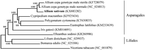 Figure 1. Phylogenetic tree inferred by maximum-likelihood using 82 protein-coding gene sequences of 10 species including seven species from the Asparagales order: Allium cepa (genotype male sterile KF728079 and genotype male fertile NC_024813), Allium sativum (KX683282), Eustrephus latifolius (KM233639), Polygonatum cyrtonema (KT630835), Cypripedium macranthos (KF925434), Elleanthus sodiroi (KR260986), Iris gatesii (KM014691); two species from Liliales order: Bomarea edulis (NC_025306), Lilium distichum (NC_029937); and Nicotiana tabacum (NC_001879) as an outgroup. PhyML 3.1 (Guindon et al. Citation2010) was used for the sequence alignment and construction of the tree. Bootstrap support values based on 1000 replicates are displayed on each node.
