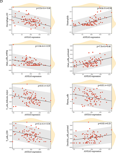 Figure 6 Analysis of differences in the immune microenvironment. (A) The content of immune cells in different groups. (B) A view of the distribution of immune cells between different groups. (C) The heatmap shows the correlation between diagnostic genes and immune cells. (D) The relation between ANXA5 and eight immune cells. *p<0.05, **p <0.01, ***p <0.001, and ****p<0.0001.