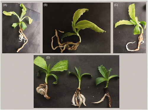 Figure 2. (A) Control; (B) Plantlet treated with NP3; (C) Plantlet treated with NP2; (D) Plantlets treated with NP1.