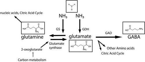 Figure 3. A representation of glutamate metabolism by both bacteria and the human host as an important nitrogen cycle for the early life gut. Abbreviations: glutamine synthetase (GS), glutamate dehydrogenase (GDH), glutamate decarboxylase (GAD), γ-aminobutyrate (GABA).