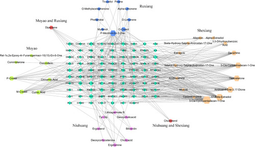 Figure 6 XHP compounds and immune genes network diagram.