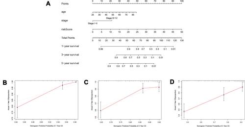 Figure 6 Establishment of the prognostic nomogram. (A) nomogram for predicting 1-year, 3-year and 5-year overall survival of ccRCC patients; (B) 1-year nomogram calibration curves of the prognostic nomogram; (C) 3-year nomogram calibration curves of the prognostic nomogram; (D) 5-year nomogram calibration curves of the prognostic nomogram.
