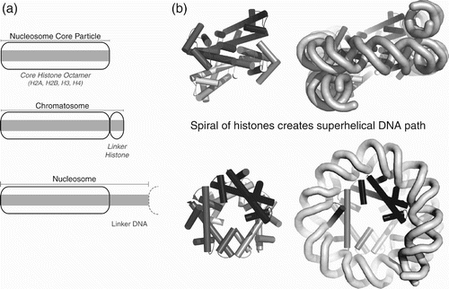 Figure 1. The nucleosome is the fundamental repeating unit of chromatin structure. (a) Schematic illustrating nucleosome core particle with core histone octamer, chromatosome with linker histone and nucleosome repeat including linker DNA. (b) Histone octamer provides a spiralling superhelical path of DNA interactions, shown looking along dyad axis towards central four helix bundle (upper) or down superhelical axis (lower). Only histone fold motif structural elements are shown for simplicity.