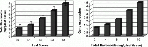 Figure 4.  Detection of the total flavonoid contents in relation to target gene expression levels. (Left) total flavonoid contents were determined using aluminum chloride method by measuring the absorbance of the samples at 510 nm. (Right) target gene expression levels of the differentially indexed samples were plotted against their total flavonoid contents.