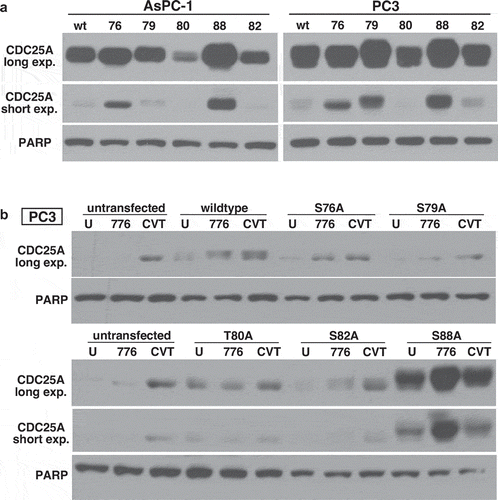 Figure 5. Serine 88 of CDC25A is required for its degradation. (a) AsPC-1 and PC3 cells were transiently transfected with wildtype CDC25A or derivatives mutated to alanine at each of the indicated amino acids. (b) Stable transfectants for each CDC25A mutant were obtained in PC3 cells, and the cells were incubated with either 2 µM MK-8776 or 2.5 µM CVT-313 for 6 h. U - = untreated. PARP was used as a loading control