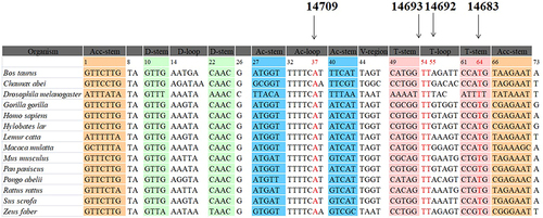 Figure 3 Sequence alignment of mt-tRNAGlu gene from different species, arrows indicated the positions of 37, 54, 55 and 64, corresponding to the m.T14709C, m.A14693G, m.A14692G and m.A14683G variants.