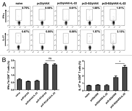 Figure 4. Effects of IL-22 as an adjuvant on antigen-specific cytokine productions in CD8+ T cells; (A) T cells were isolated from C57BL/6 mice on day 7 after final immunization and expression of IFN-γ, and IL-17 in CD8+ T cells was detected after 6h stimulation in vitro with S208–216 (ILSPFLPLL). Intracellular staining of IFN-γ and IL-17 in CD8+ T cells was determined by FACS; (B) Summary of the data in panel A (*p < 0.05; ns, p > 0.05).