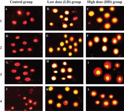 Figure 14. Representative photomicrographs showing typical nuclei with various degrees of DNA damage observed as comet induced by coragen in maternal and fetal liver and kidney tissues. LD group and HD group were compared with undamaged DNA of control group. 1, maternal liver cells; 2, fetal liver cells; 3, maternal kidney cells and 4, fetal kidney cells. Magnification x400