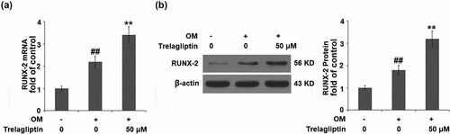 Figure 4. Trelagliptin increases the expression of RUNX2. Cells were incubated with OM with or without Trelagliptin (50 μM). (a). mRNA of RUNX2; (b). Protein of RUNX2 (##, P < 0.01 vs. vehicle group; **, P < 0.01 vs. OM group)
