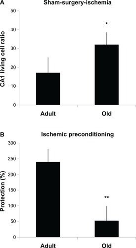 Figure 2 CA1 “living cell ratio” was greater in the aged sham-surgery–ischemia group than in the young group (32% ± 6% versus 17% ± 5%, *P < 0.05) (A), whereas the degree of protection against full ischemia afforded by cerebral ischemic preconditioning was reduced in the aged compared with the young (53% ± 17% versus 241% ± 25%, **P < 0.0001) (B).
