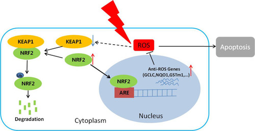 Figure 5 The proposed mechanism underlying NRF2 regulation of cellular radiosensitivity. NRF2 binds to KEAP1 in the cytoplasm and is ubiquitinated for further degradation. After irradiation, the KEAP1 level is reduced, resulting in reduced degradation and increased accumulation of NRF2 in the nuclei. As a result, the expression of the anti-ROS genes downstream of NRF2 is up-regulated, leading to the reduction of ROS, cell apoptosis, and ultimately the radiosensitivity of the cells.