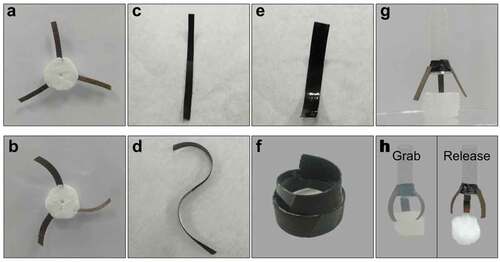 Figure 6. Pre-determined deformations and application of the actuators. When the actuators are transferred from the ambient environment (a, c, e, g) to a high humidity environment with a relative humidity of 99% (b, d, f, h), their shapes will change according to the designs. (a, b) Curve. One surface of the actuator is completely sealed by a transparent tape. (c, d) S-like curve. The upper half is sealed on the left-hand side while the lower half is sealed on the right. (e, f) Curl. One surface is completely sealed while the other is partially sealed. (g, h) A three-finger gripper, which can grab, hold and release a 0.62 g foam 40 times the weight of the three fingers